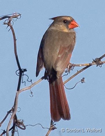 Female Cardinal_39264.jpg - Photographed along the Gulf coast near Rockport, Texas, USA.